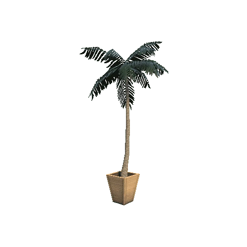 palm tree